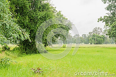.Green fields and trees and rain Stock Photo