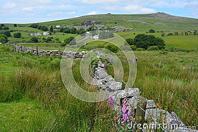 Green fields, wildflowers and drystone wall, UK Stock Photo