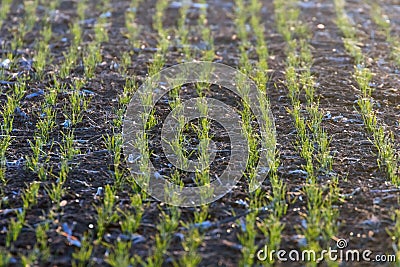 Green fields with young sprouts at sunrise Spider web on a green wheat, spring agricultural sunrise Stock Photo