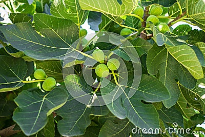 Green fig frut ripening on a fig tree with green leaves, horizontal, for wallpaper and design, sweet ingredient, delicious and Stock Photo