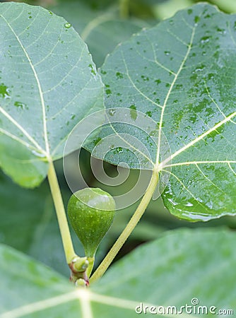 Green fig on a tree Stock Photo