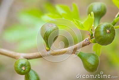 Green figs Stock Photo