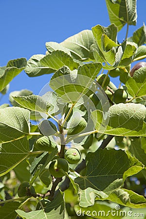 Green figs on branches Stock Photo