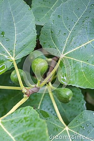 Green figs on a tree Stock Photo