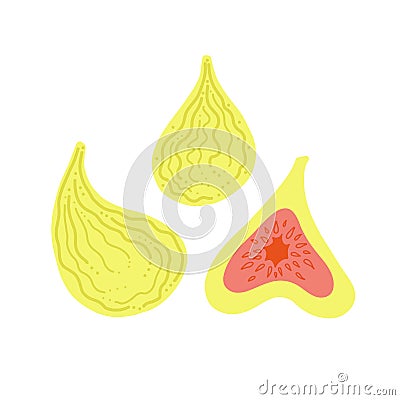 Green figs whole ripe fruits and slice. Vector flat illustration isolated on white. Vector Illustration