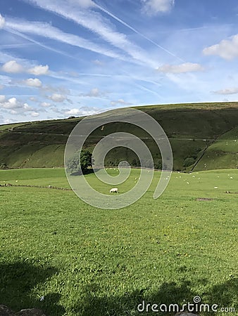 Green filed with blue sky with single tree Stock Photo