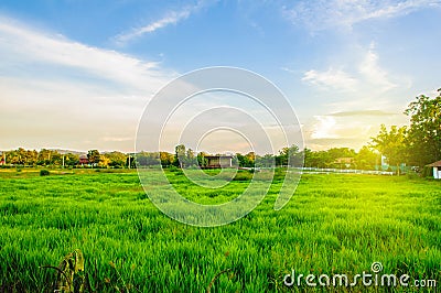 Fresh Green Filed Stock Photo