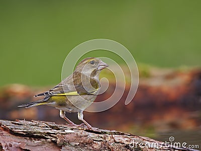 Green finch - Carduelis chloris Stock Photo