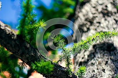 Green fir branch close-up shot Stock Photo