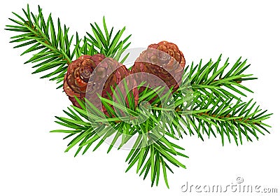 Green fir branch and two cone Vector Illustration