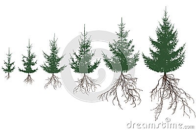 Green fir trees with roots. Life process of spruce tree and root system, silhouette. Vector illustration Vector Illustration