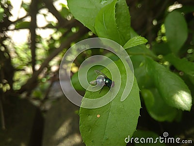 Green flies perched on the leaves of the beluntas, taking shelter under the hot sun Stock Photo