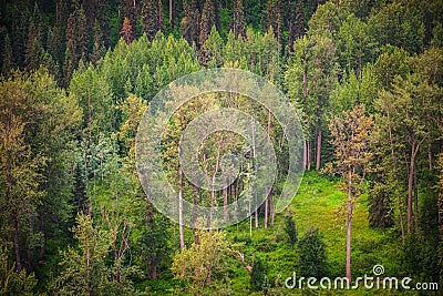 Summer Valley Forest Green - Floodplain Stock Photo