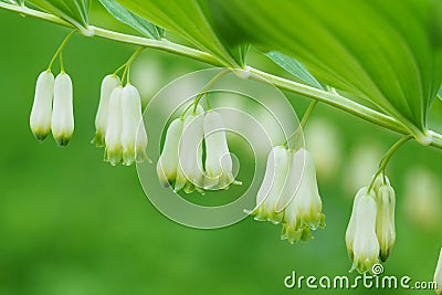 Green floral background. Eurasian Solomon`s seal plant Polygonatum multiflorum with flowers and green leaves Stock Photo