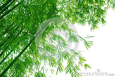 Green flourish bamboo foliage Stock Photo