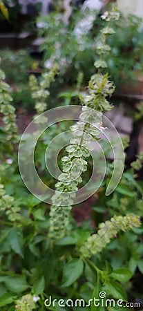 Green Flower Basil Tree Stock Photo