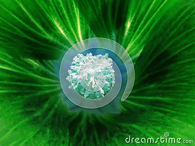 Green flower on a blurred background. Macro. Closeup. Furry light blue center. For design. Stock Photo