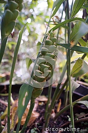 The green flower ginger look like corn. Stock Photo