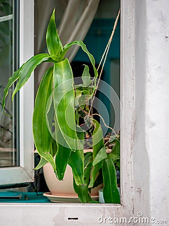 Green flower in a pot near the window. A plant with large fresh green leaves on a windowsill through an open plastic window. Stock Photo