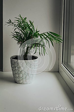 green flower in a pot stands at the window on the pallet Stock Photo