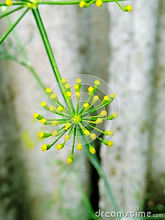 Green, flower, yellow, nature, world Stock Photo