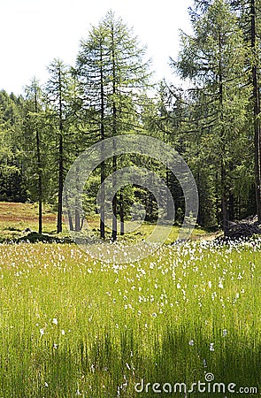 Green flowering meadow in larch tree forest Stock Photo