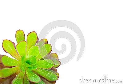 Green flowers isolated on white. Water drops on leaves. Stock Photo
