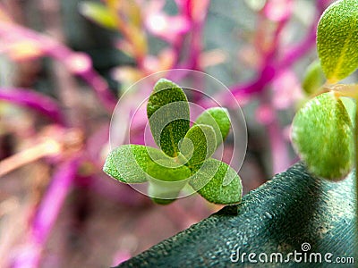 Green flowers in the morning with natural light Stock Photo