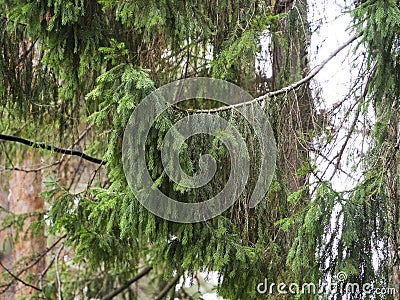 Tall old Christmas trees have beautiful needles Stock Photo