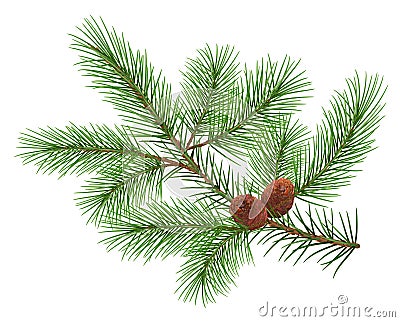 Green fluffy cedar branch and two cones Vector Illustration