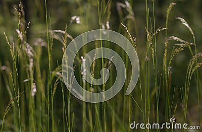 Green fluffy grass with sunlight - blur background Stock Photo