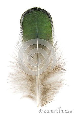 The green fluffy peacock feather. Isolated picture. Stock Photo
