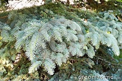 Green fluffy thorny coniferous fir-tree pine branches of a tree fir-trees illuminated by sunlight Stock Photo