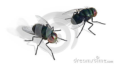 Green fly sitting isolate on white background Stock Photo