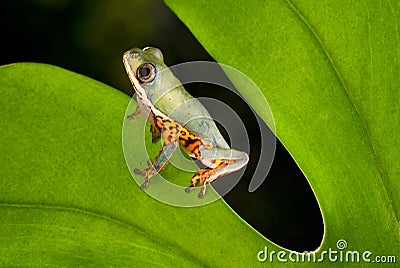 Green Flying Frog Stock Photo