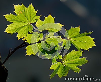 Green foliage Stock Photo