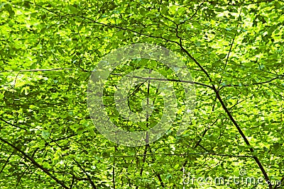 Green foliage background Stock Photo