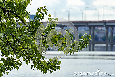 Green foliage branch tree in the foreground. View of road bridge across river. Stock Photo