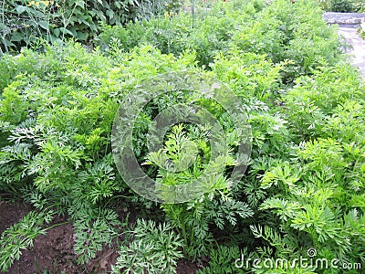 Green foliage of carrots in the garden Stock Photo