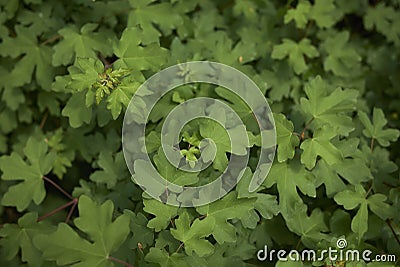 Acer campestre tree Stock Photo