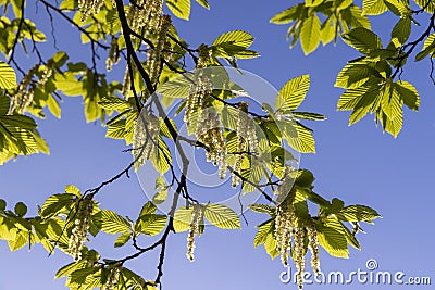 green foliage on hornbeam tree in spring bloom Stock Photo