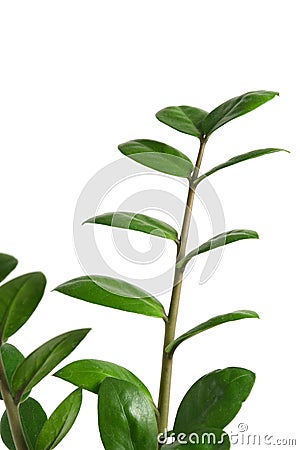 Green foliage of a houseplant on a white background. Stock Photo