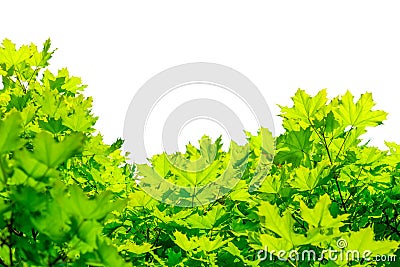 Green foliage of maple isolated on white background Stock Photo