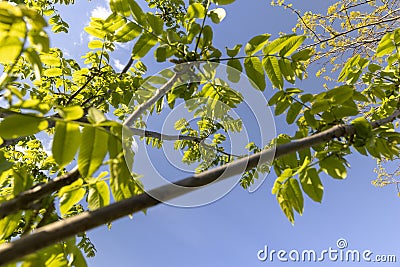 green foliage and walnut flowers during flowering, close-up Stock Photo