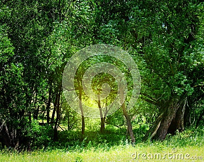 Green forest Stock Photo