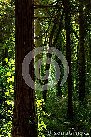 Green Forest Stock Photo