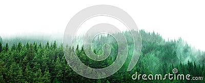 Green forest with clear blank space Stock Photo