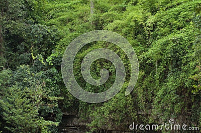 Green forest with cliff Stock Photo