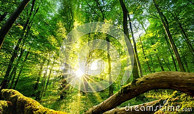 Green forest enchanted by the sun Stock Photo