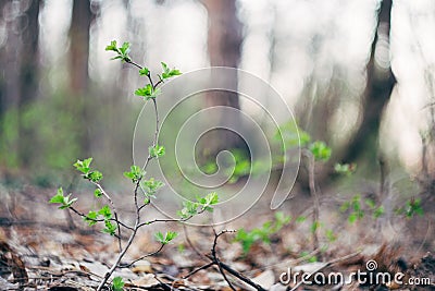 Sprouting leaves fresh green Stock Photo